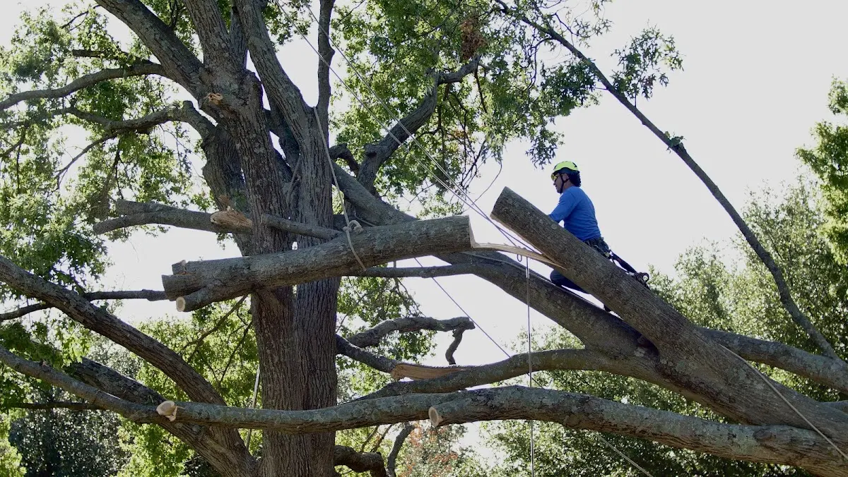 Professional Crown Thinning performed by certified arborists in Manassa