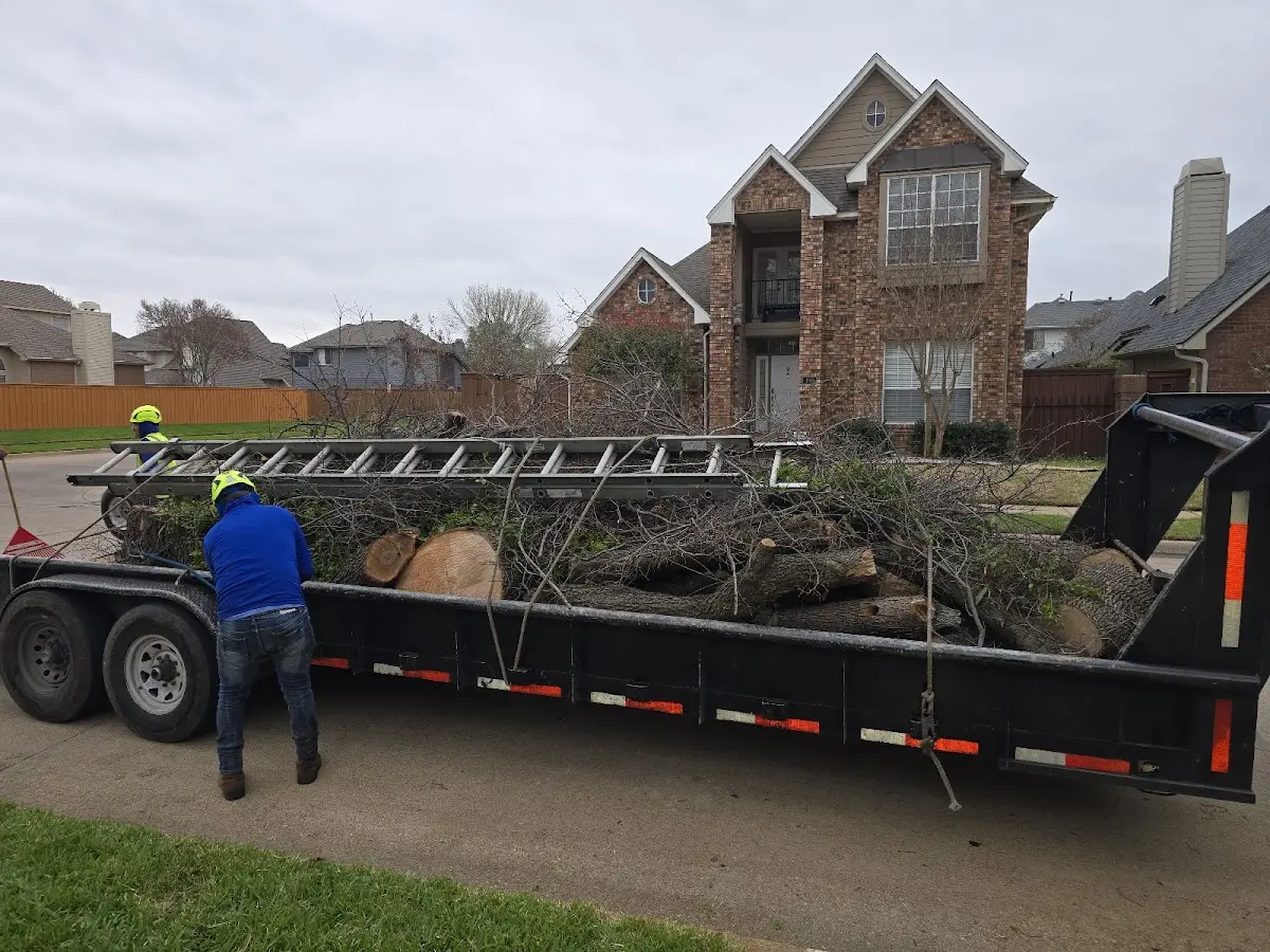 Expert Tree Pest Control with proper safety equipment in Manassa